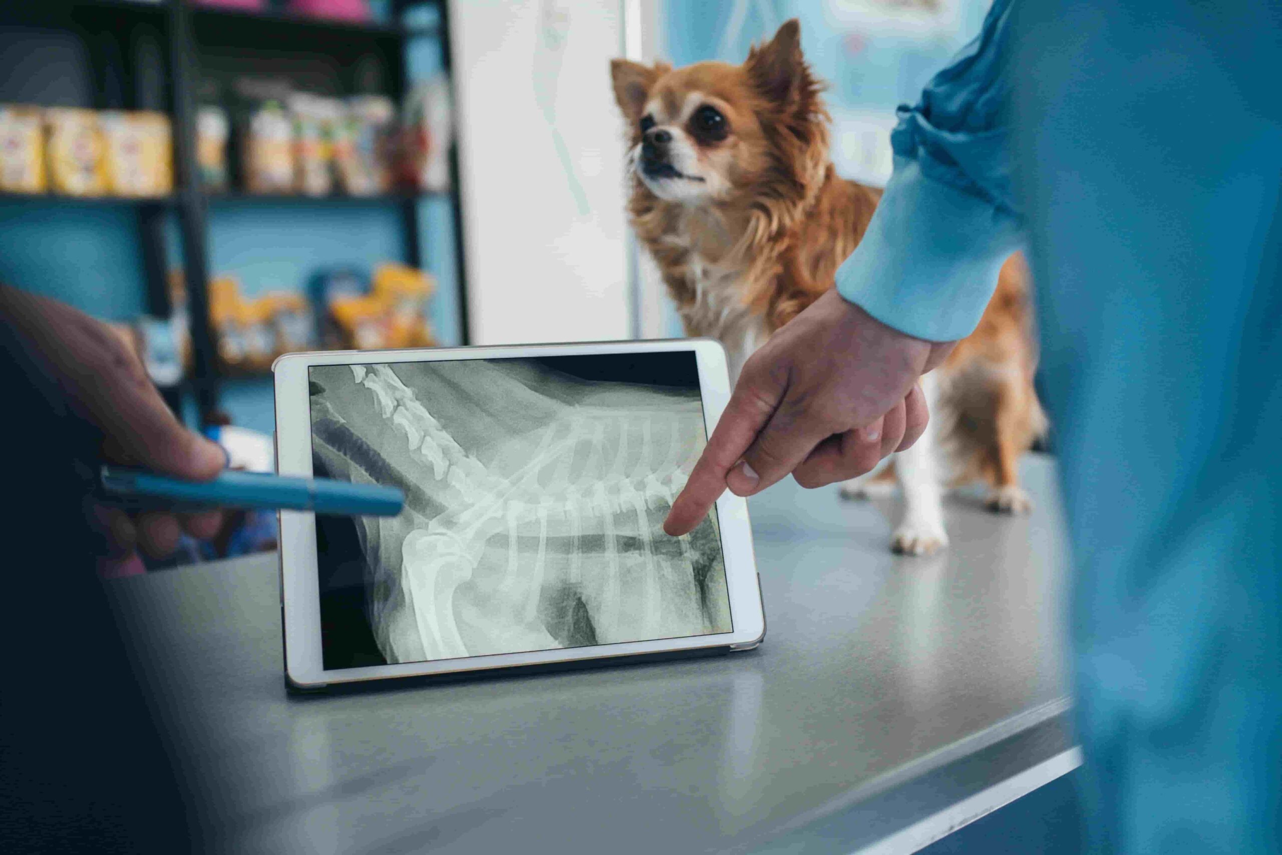 Leia mais sobre o artigo Raio X portátil veterinário: conheça os modelos ideais para sua clínica